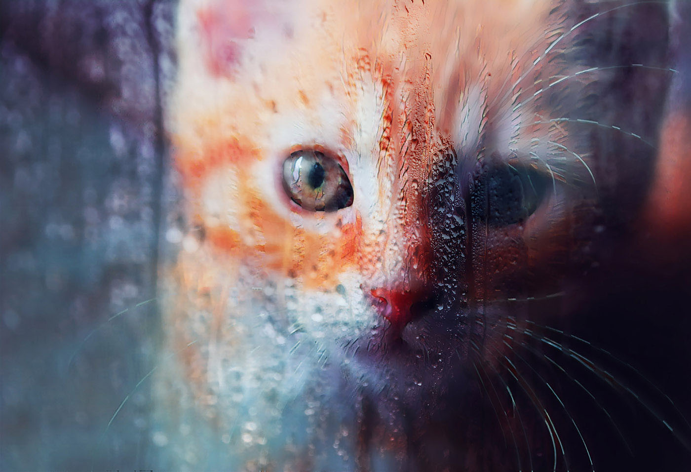 Sad Kity Cat Stock Photo